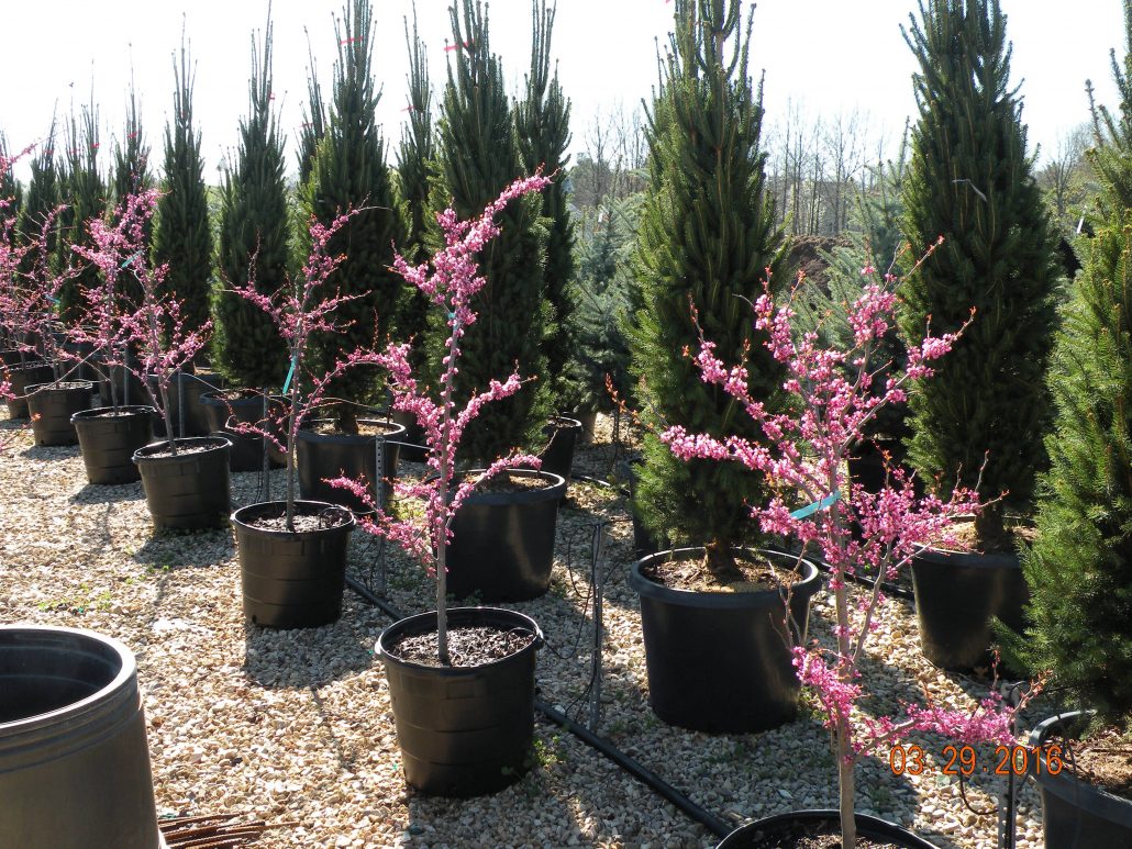 TF-Cercis canadensisDSCN6422