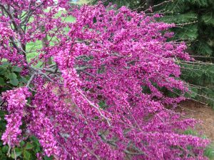 Locally grown fuschia tree