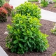low-maintenance landscape ideas