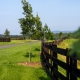 a new tree being planted in Virginia in the fall along a fence line on a country property