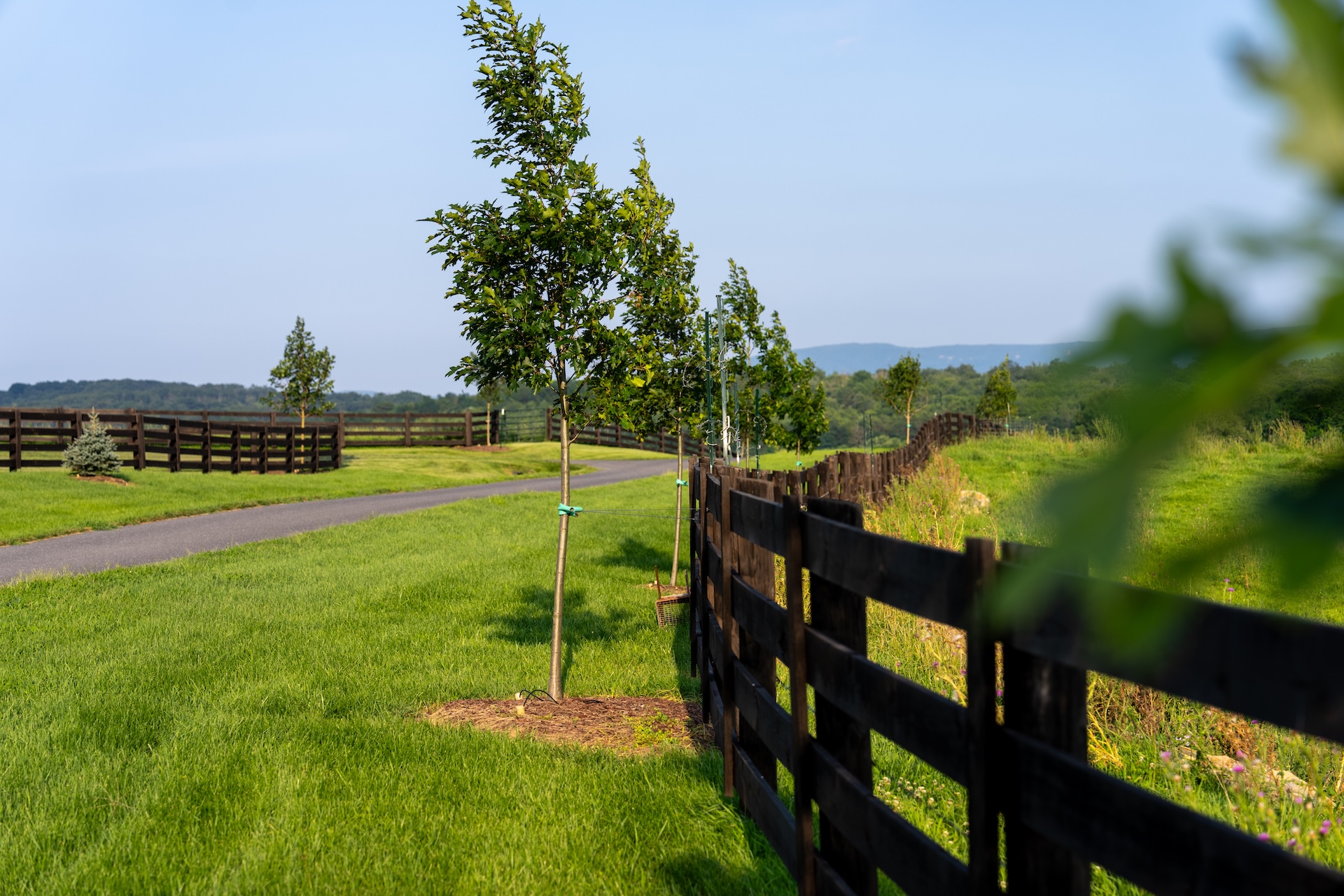 a new tree being planted in Virginia in the fall along a fence line on a country property